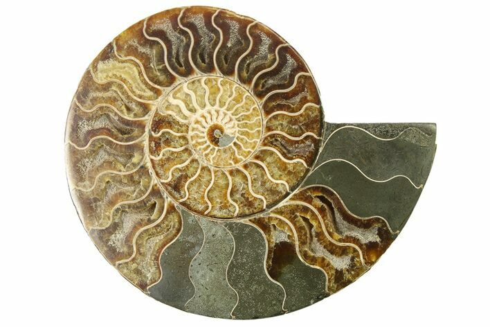 Cut & Polished Ammonite Fossil (Half) - Madagascar #317646